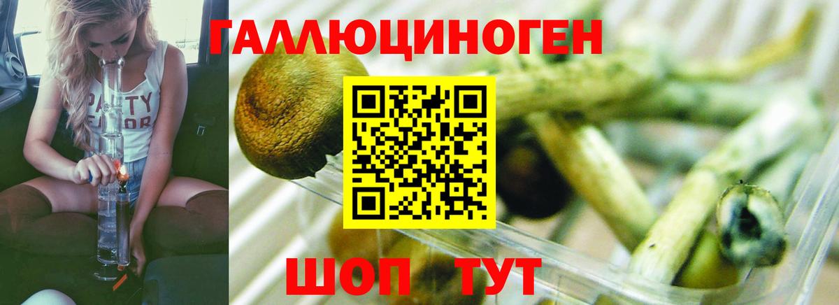 Малгобек  Псилоцибиновые грибы мицелий  Вход с VPN 